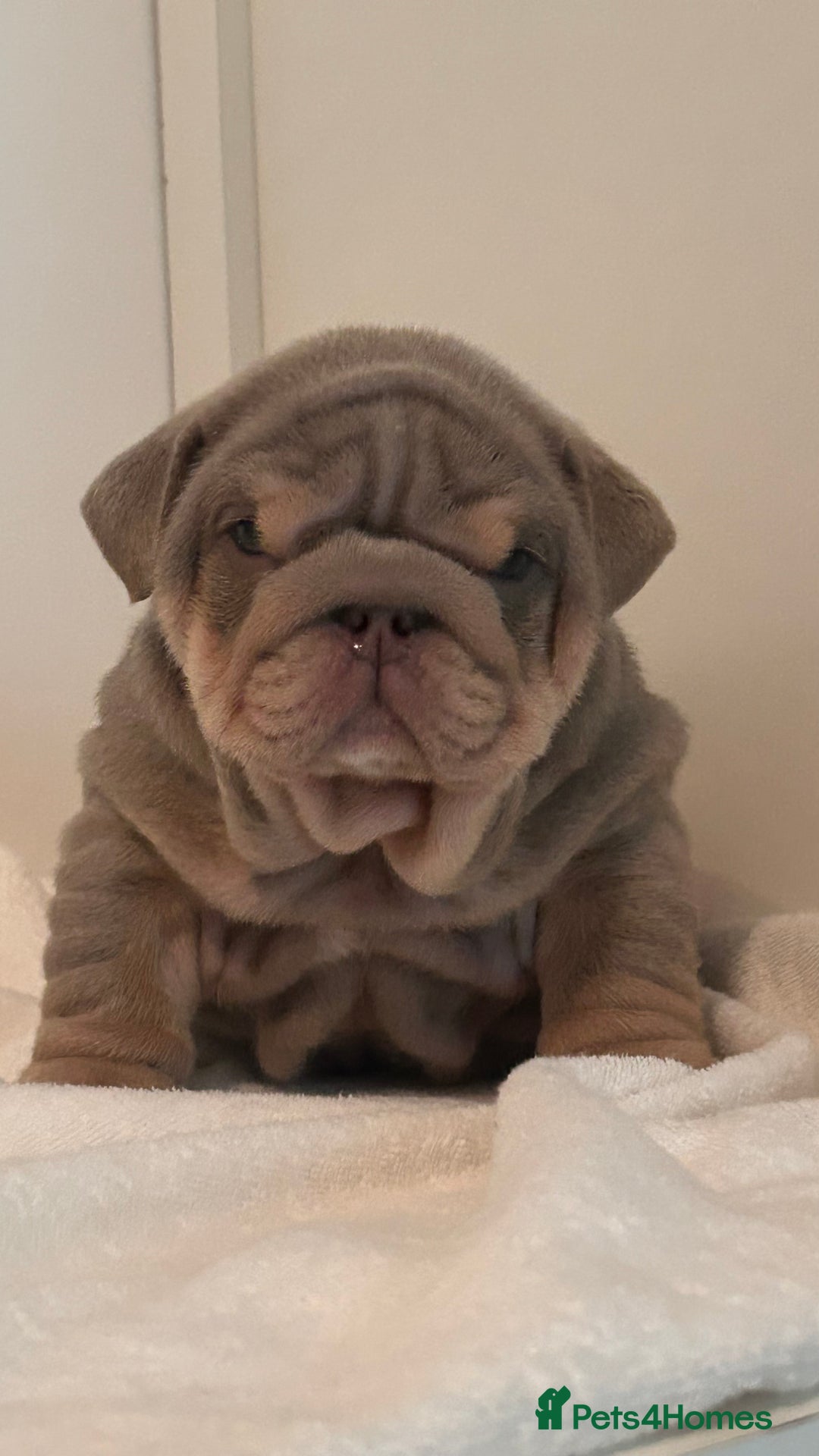 English Bulldog dogs for sale: Quality boy  - Advert 4