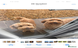 Goldendoodle dogs for sale: Golden doodles f1b - Advert 8