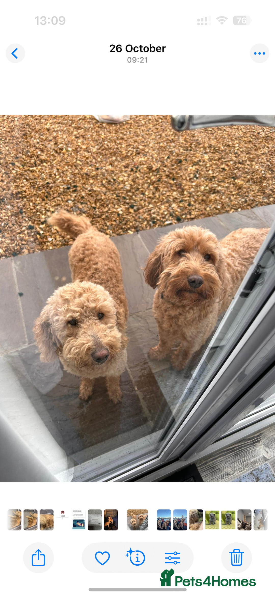 Goldendoodle dogs for sale: Golden doodles f1b - Advert 8