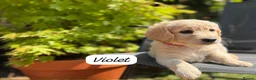 Goldendoodle dogs for sale: Beautiful Goldendoodle Puppies ready next week - Advert 17