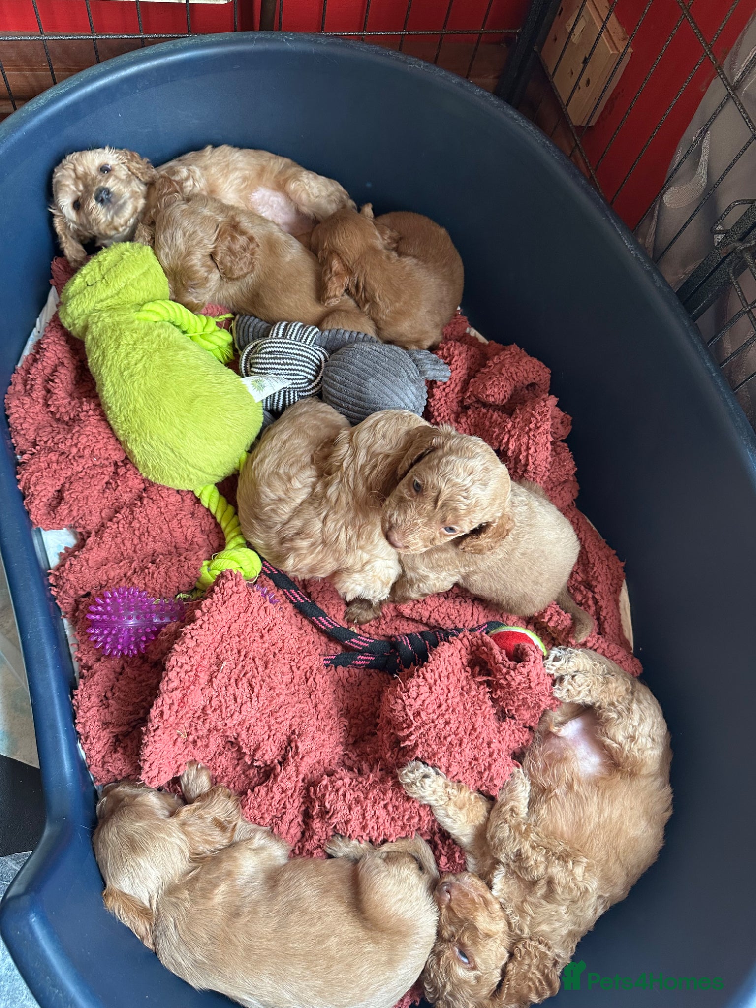 Cockapoo dogs Cockapoo puppies - Advert 4