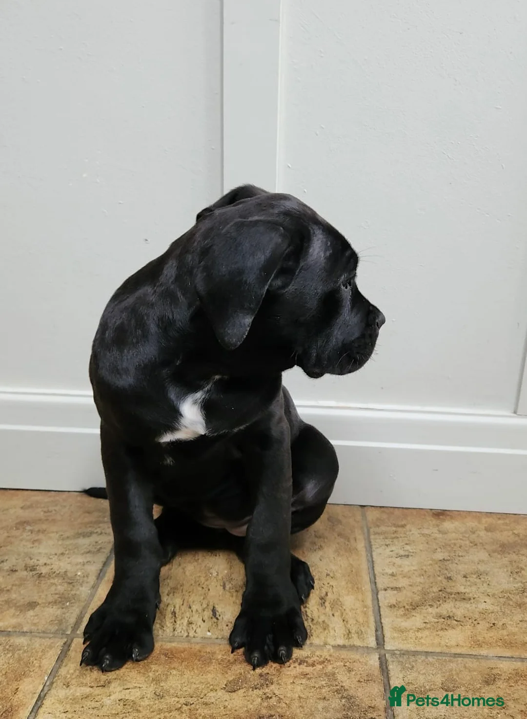 Cane Corso dogs for sale: Champion Blood Line Cane Corso Puppies - Advert 7