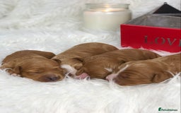 Cavapoo dogs for sale: Red F1 Cavapoo Ready to leave 20th December🐾🩵 - Advert 3