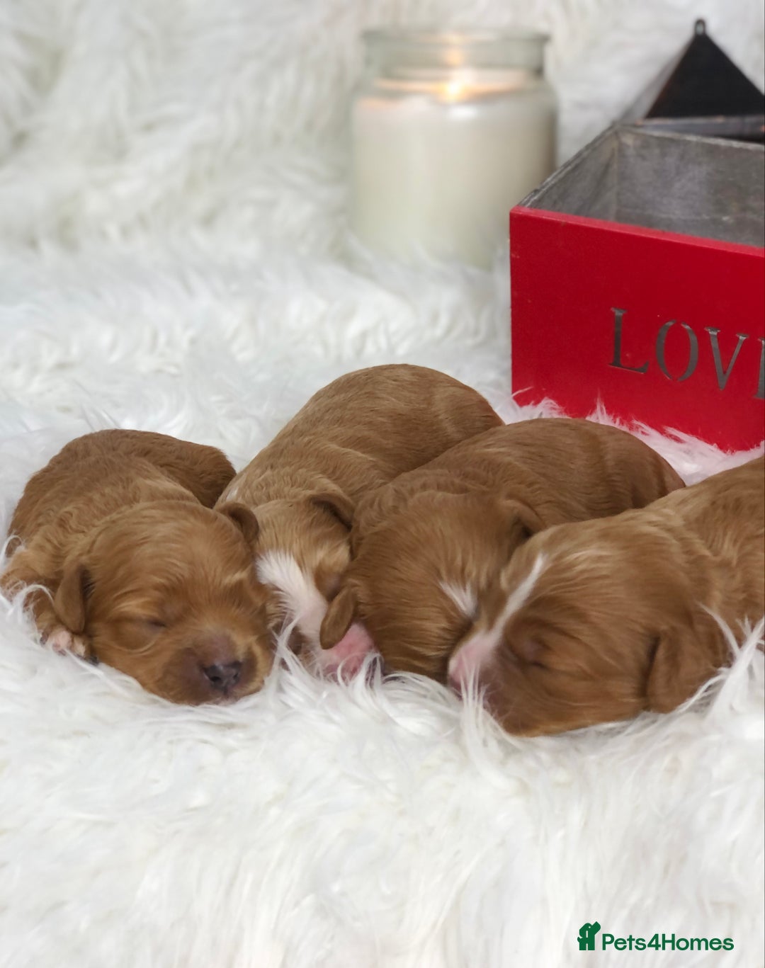 Cavapoo dogs for sale: Red F1 Cavapoo Ready to leave 20th December🐾🩵 - Advert 3