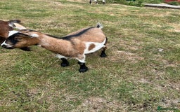 Goats livestock for sale: Pair of Pygmy Nanny’s  - Image 4