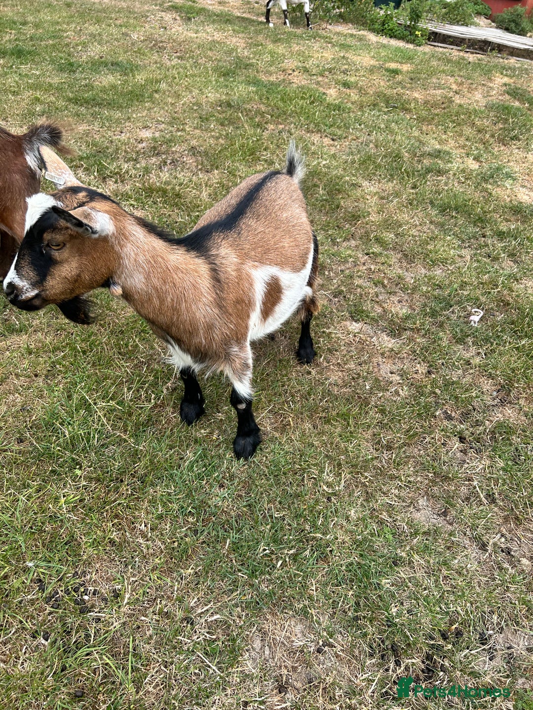 Goats livestock for sale: Pair of Pygmy Nanny’s  - Image 4