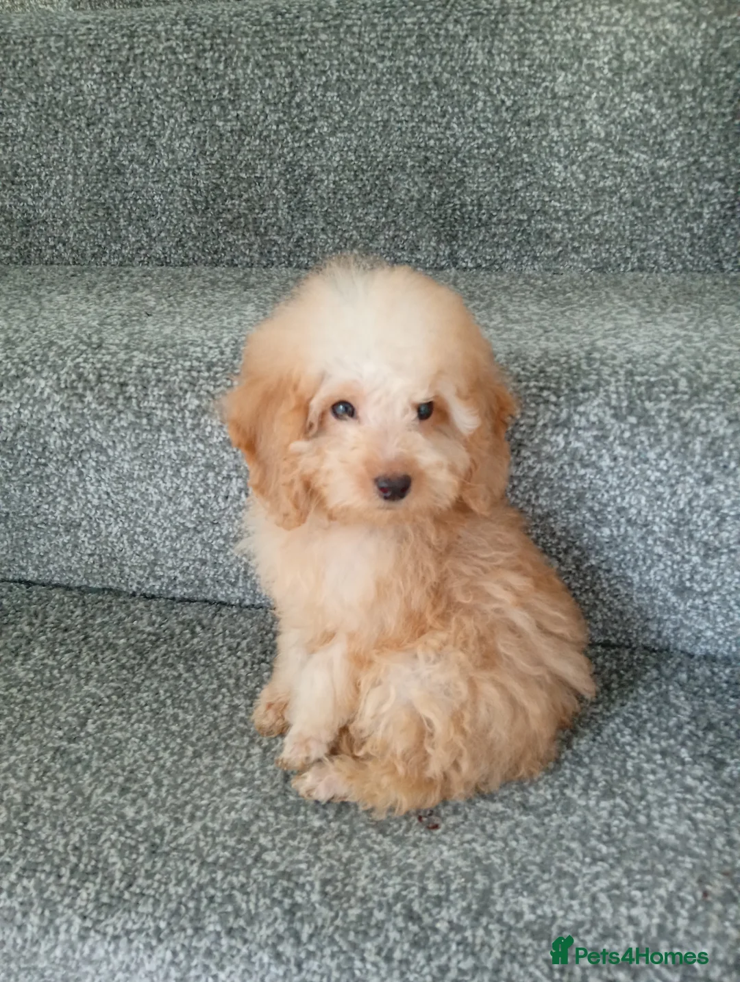 Cockapoo dogs for sale: Cockapoo puppies in Brierley Hill - Advert 7
