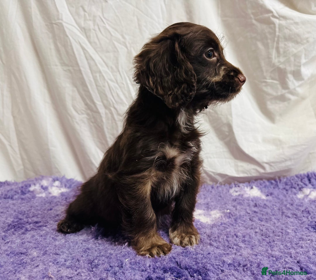 Cockapoo dogs for sale: Chocolate Merle Cockapoo Babies 🐾🐾🐾 - Image 14