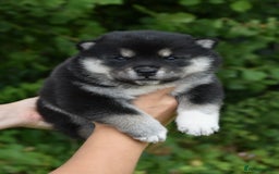 Siberian Husky dogs for sale: Beautiful Chowski puppies  - Image 5