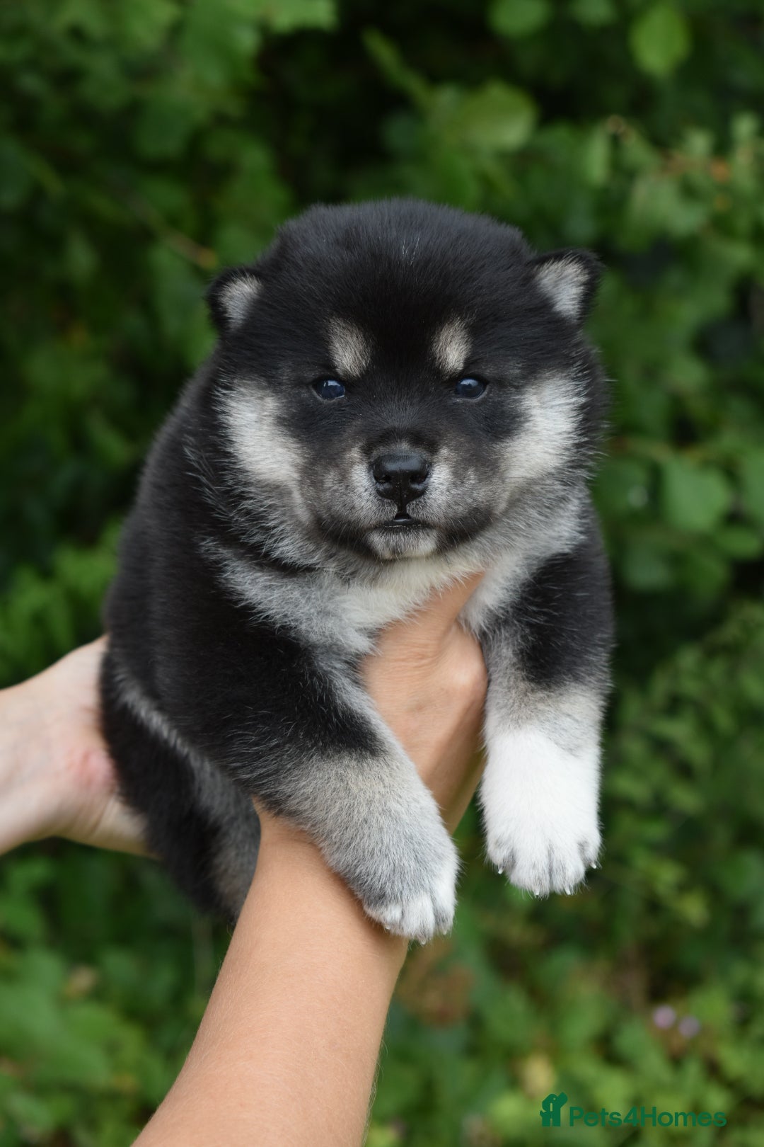 Siberian Husky dogs for sale: Beautiful Chowski puppies  - Image 5