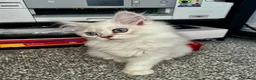 British Shorthair cats for sale: 🐾 TICA Reg BLH / BSH Kittens  🐾 - Advert 21