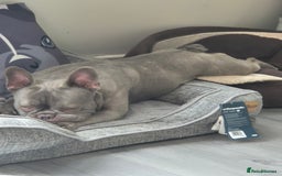 French Bulldog dogs for sale: Blue french bulldog  - Image 3
