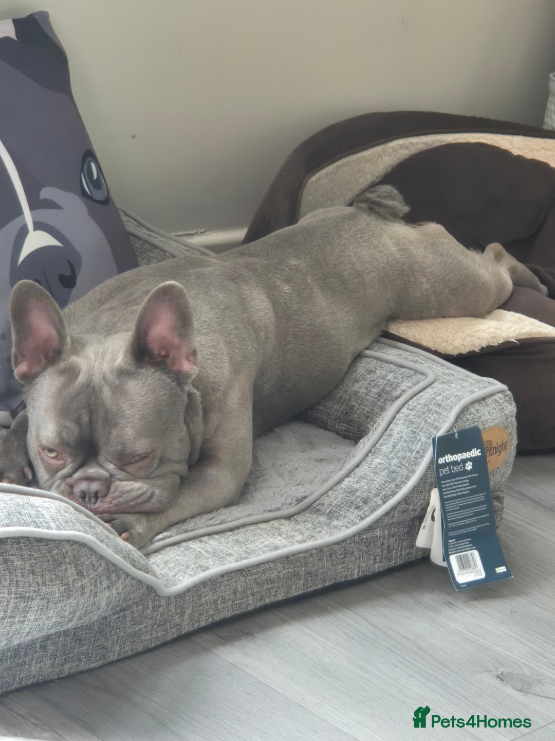French Bulldog dogs for sale: Blue french bulldog  - Image 3