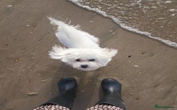 Bichon Frise dogs for sale: Beautiful Female Bichon Frise – Looking for a home - Advert 12