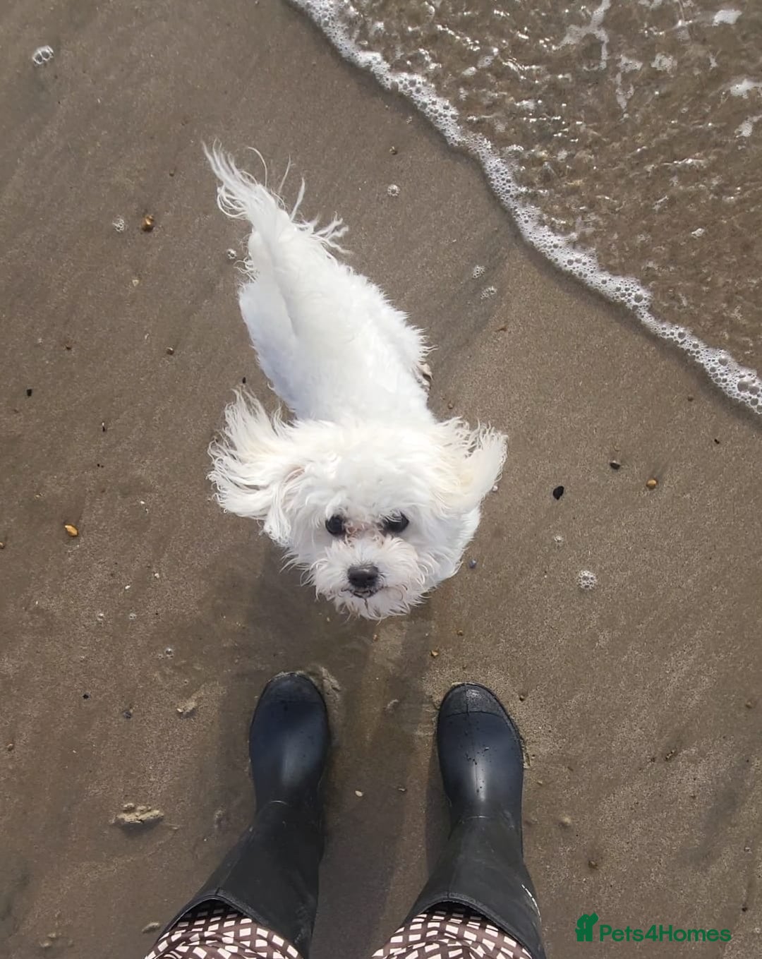 Bichon Frise dogs for sale: Beautiful Female Bichon Frise – Looking for a home - Advert 12