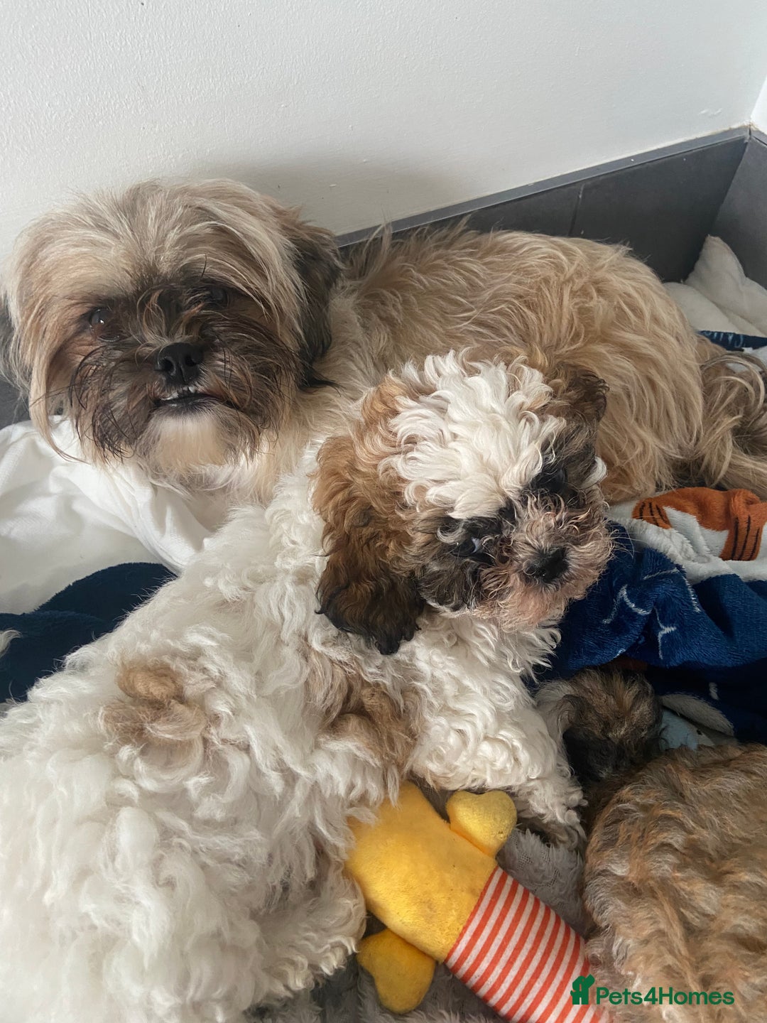 Shih Tzu dogs for sale: 1 beautiful shihtzu puppy  - Image 5