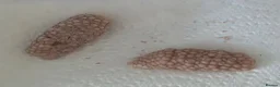 Snails fish for sale: Baby apple snails  in Chichester - Advert 3