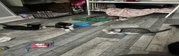 Mixed Breed cats for sale: 3 cuddly kittens for rehome - Advert 18