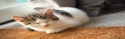 Mixed Breed cats for sale: 3 Beautiful Kittens Ready For New Homes - Advert 13