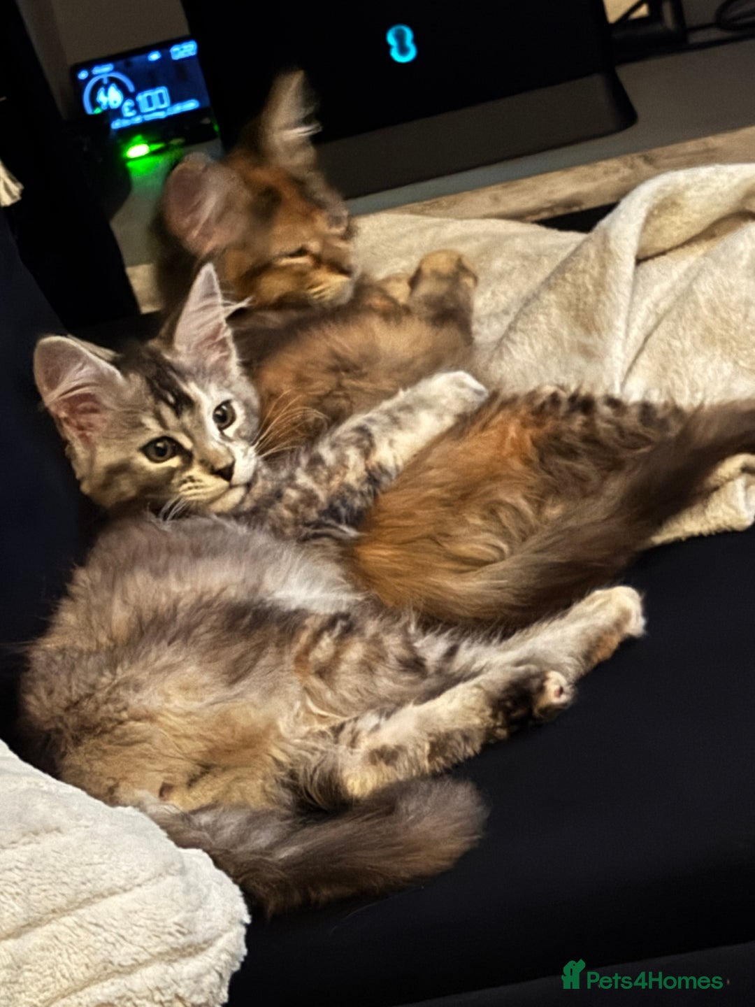 Maine Coon cats for sale: Two female maincoons - Image 4