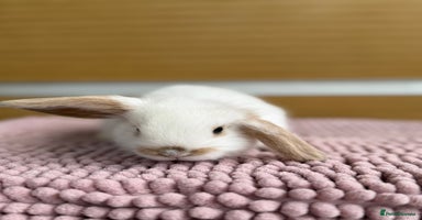 Mini Lop rabbits - Advert 3