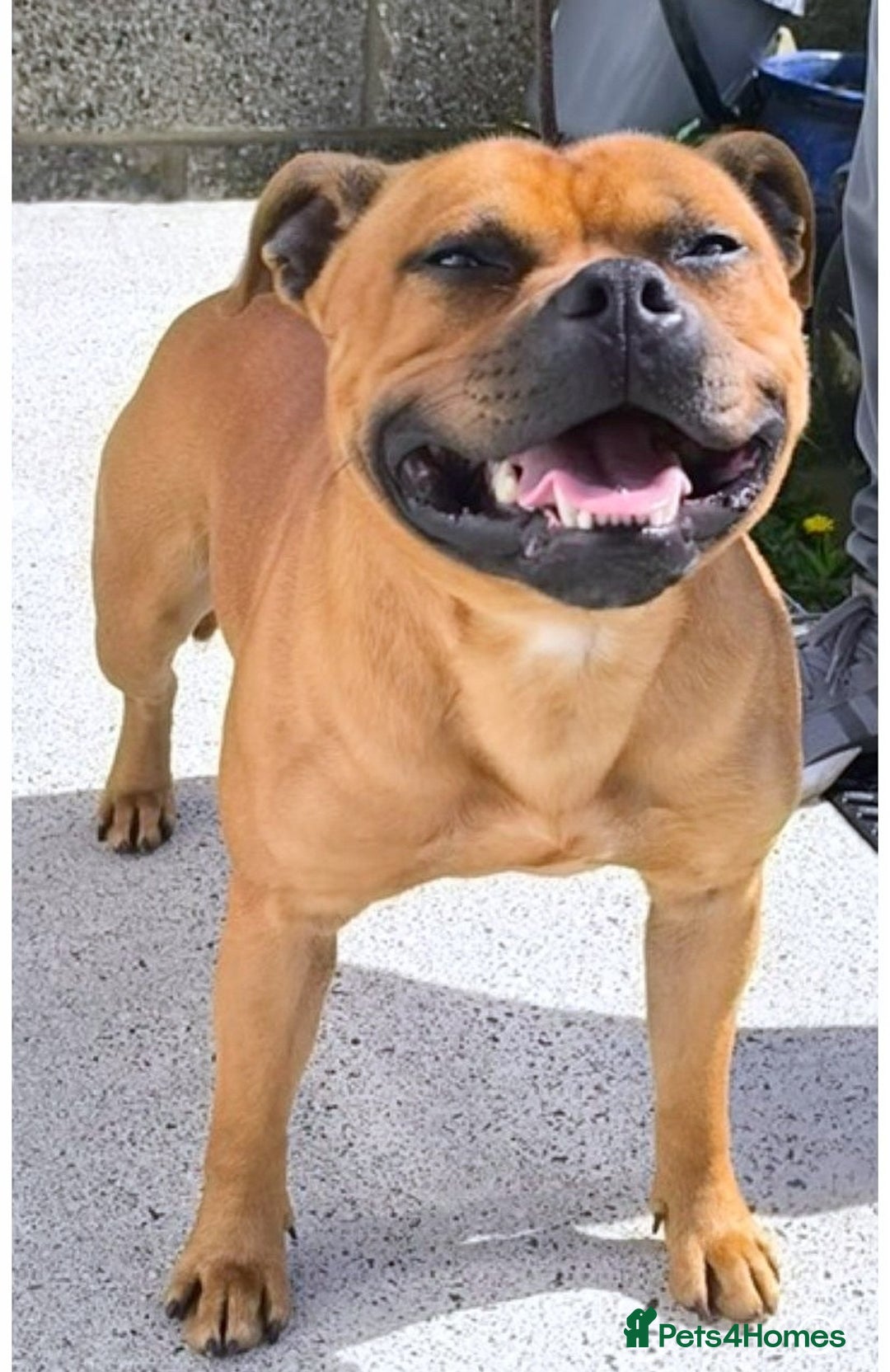 Staffordshire Bull Terrier dogs for sale: RED & WHITE SHORT & STOCKY TYPE PUPS AVAILABLE  - Advert 10