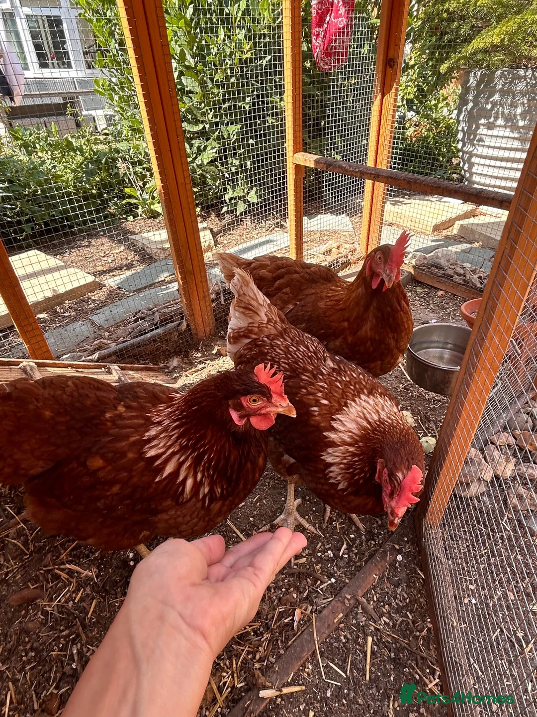 Chickens poultry for sale: 3 lovely 10 month old hens £20 EACH in Reading - Advert 2