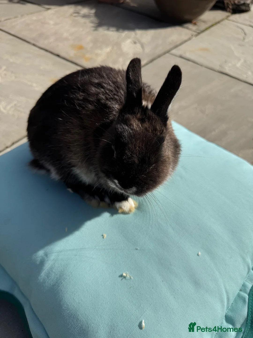Netherland Dwarf rabbits for sale: Netherland dwarf rabbit - Advert 6