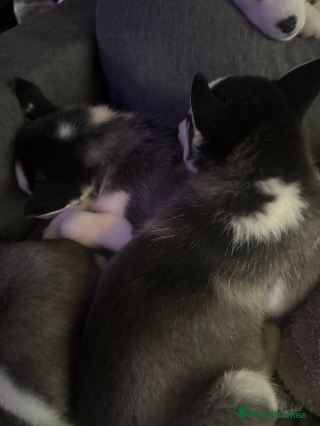 Siberian Husky dogs for sale: 3 beautiful Siberian huskies, 2 male and 1 female - Advert 6