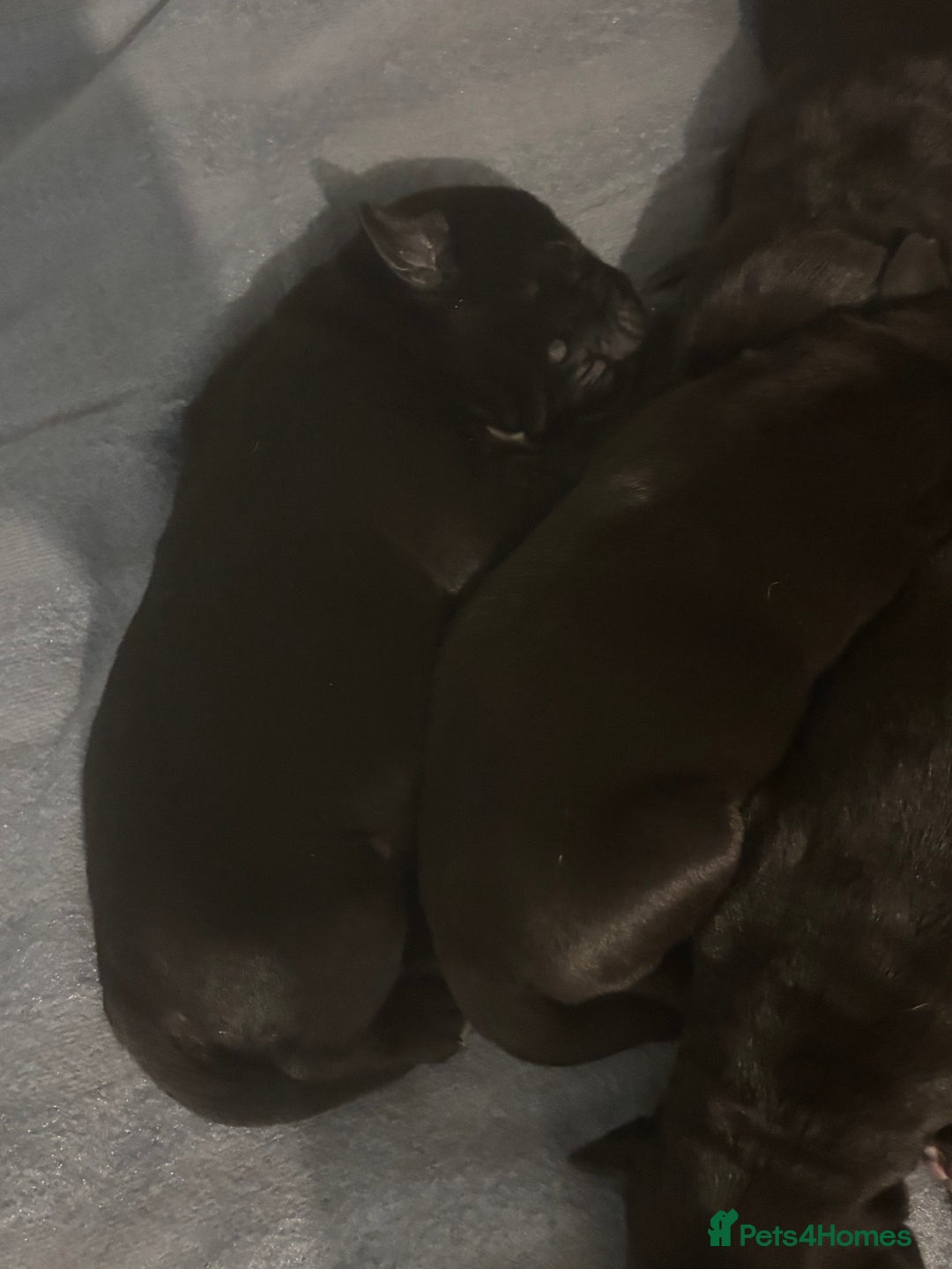 Cane Corso dogs for sale: 7 beautiful cane corso puppies  - Advert 9