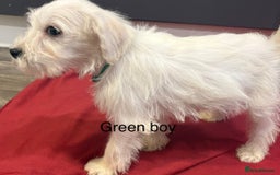 Schnoodle dogs for sale: Schnoodles  - Image 17