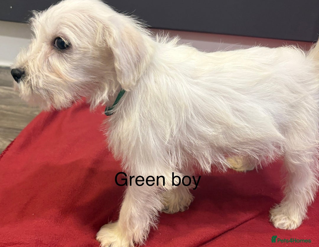 Schnoodle dogs for sale: Schnoodles  - Image 17