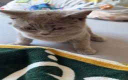 British Shorthair cats for sale: Beautiful lilac British shorthair Male - Image 4