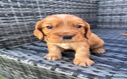 Cocker Spaniel dogs for sale: Gorgeous red cocker spaniels puppies  - Image 25