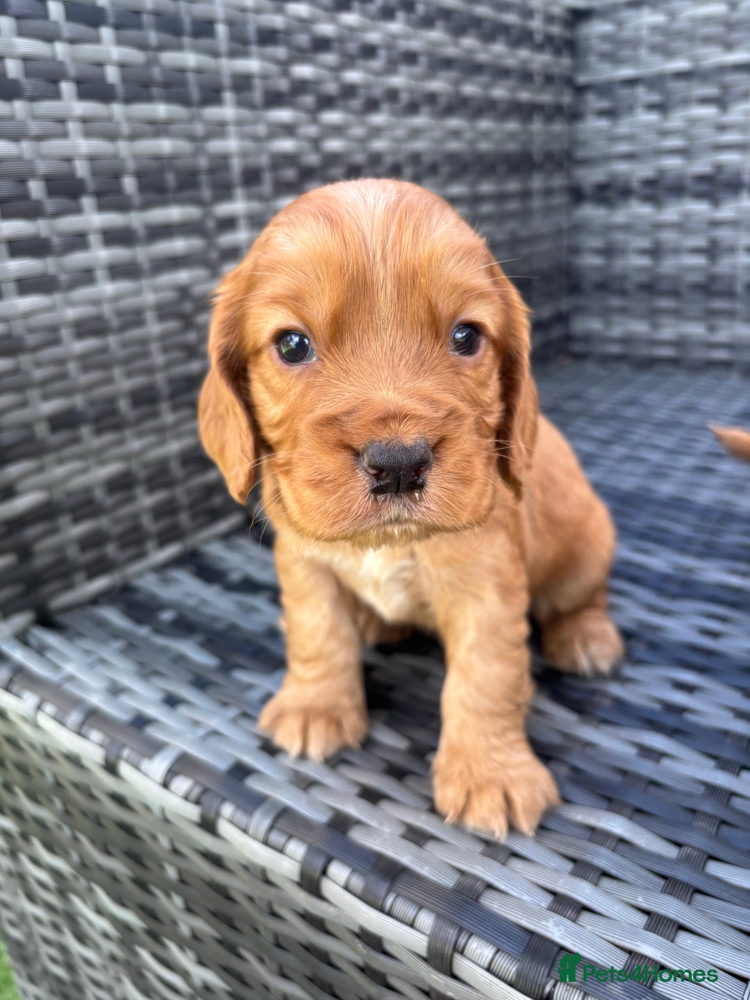 Cocker Spaniel dogs for sale: Gorgeous red cocker spaniels puppies  - Image 25