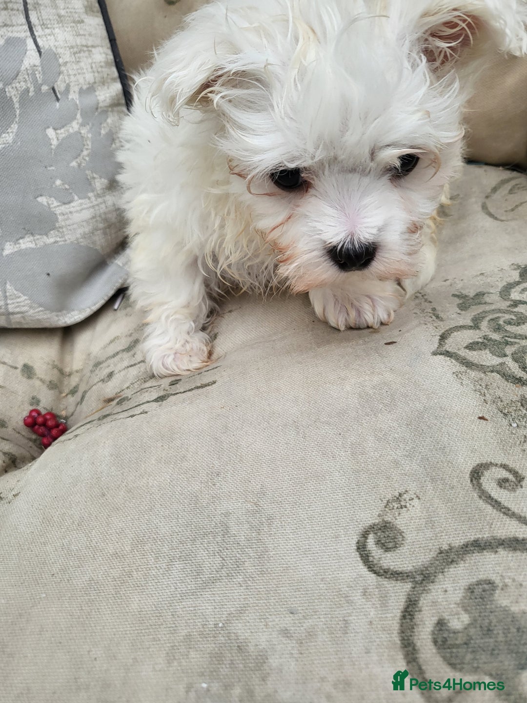 Maltese dogs for sale: STUNNING MALTESE BOY - Advert 3