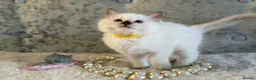 Ragdoll cats for sale: Stunning 🌟 Ragdoll Kittens 🌟  - Advert 20