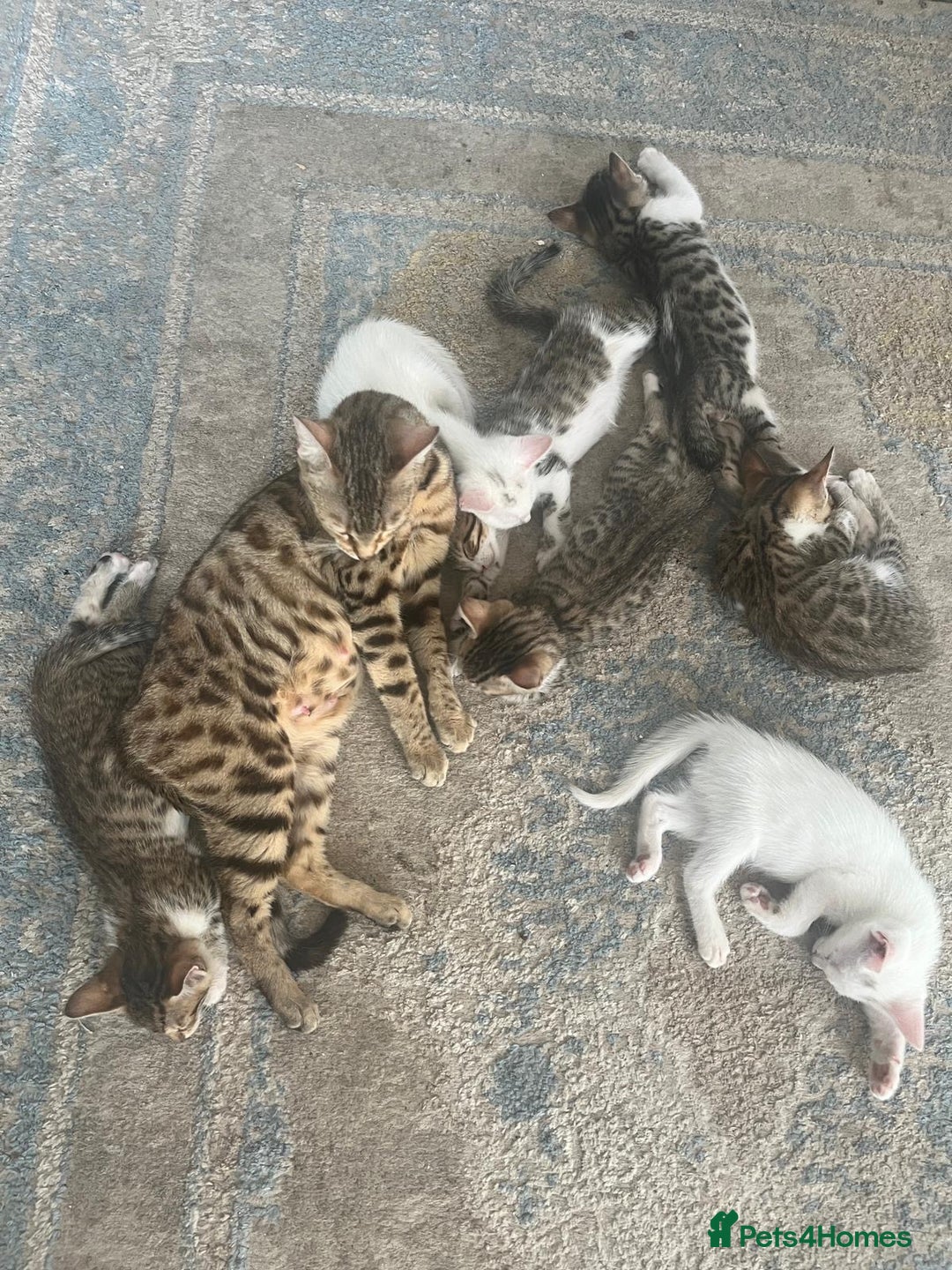Bengal cats for sale: 7 Bengal x Tabby Kittens for Sale.  - Image 1