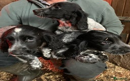 Sprocker dogs for sale: Beautiful Sprocker Puppies  - Image 1
