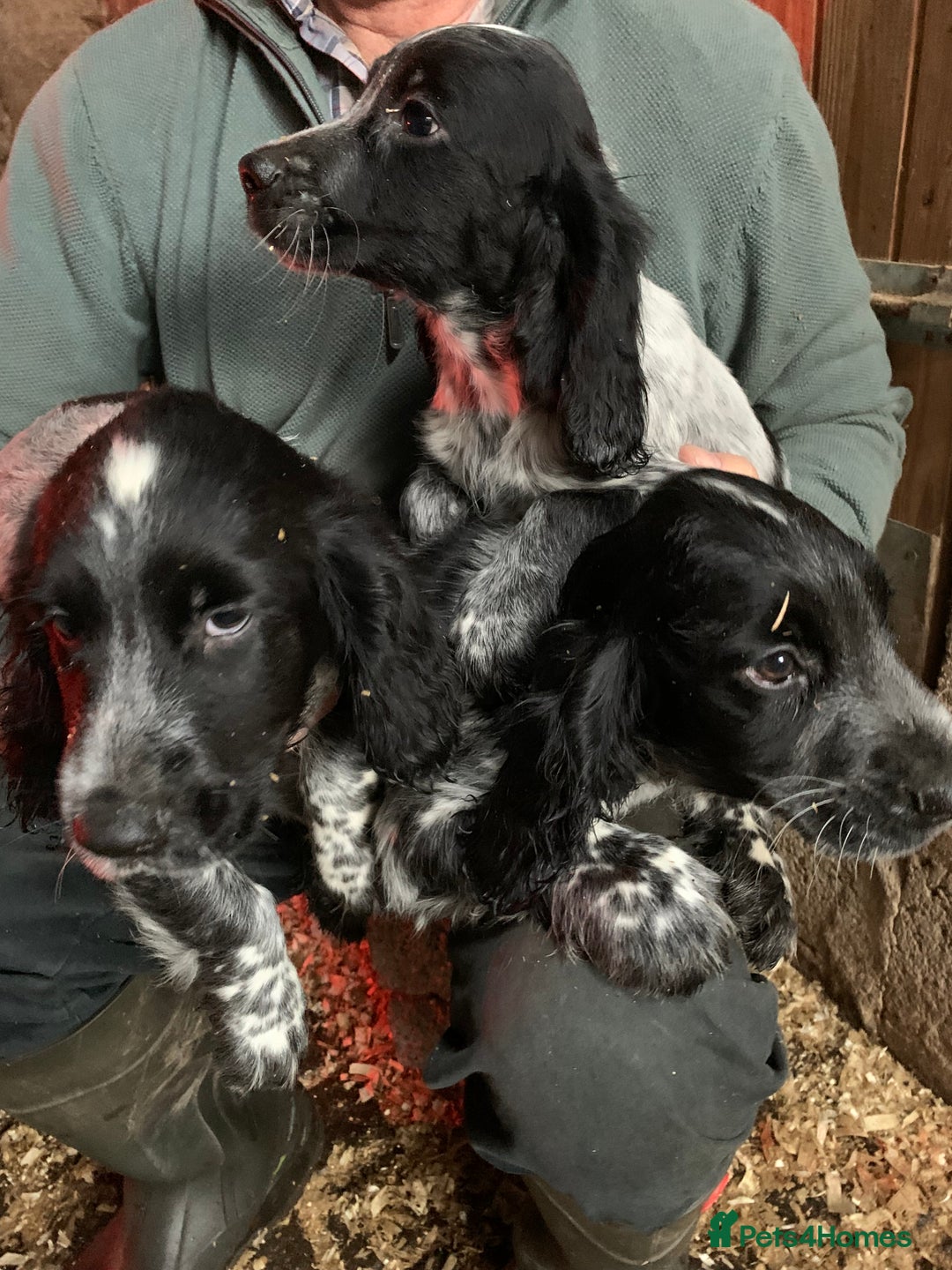 Sprocker dogs for sale: Beautiful Sprocker Puppies  - Image 1