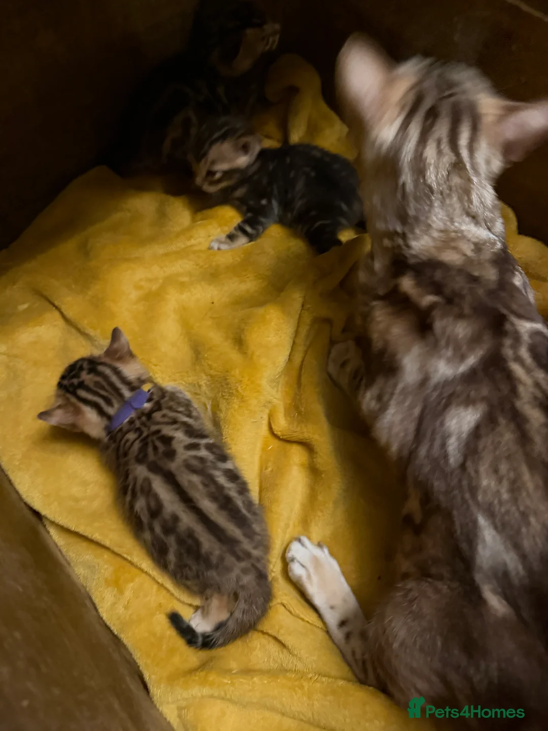 Bengal cats for sale: TICA BENGAL KITTENS FOR SALE - READY 23/04/26 - Advert 2