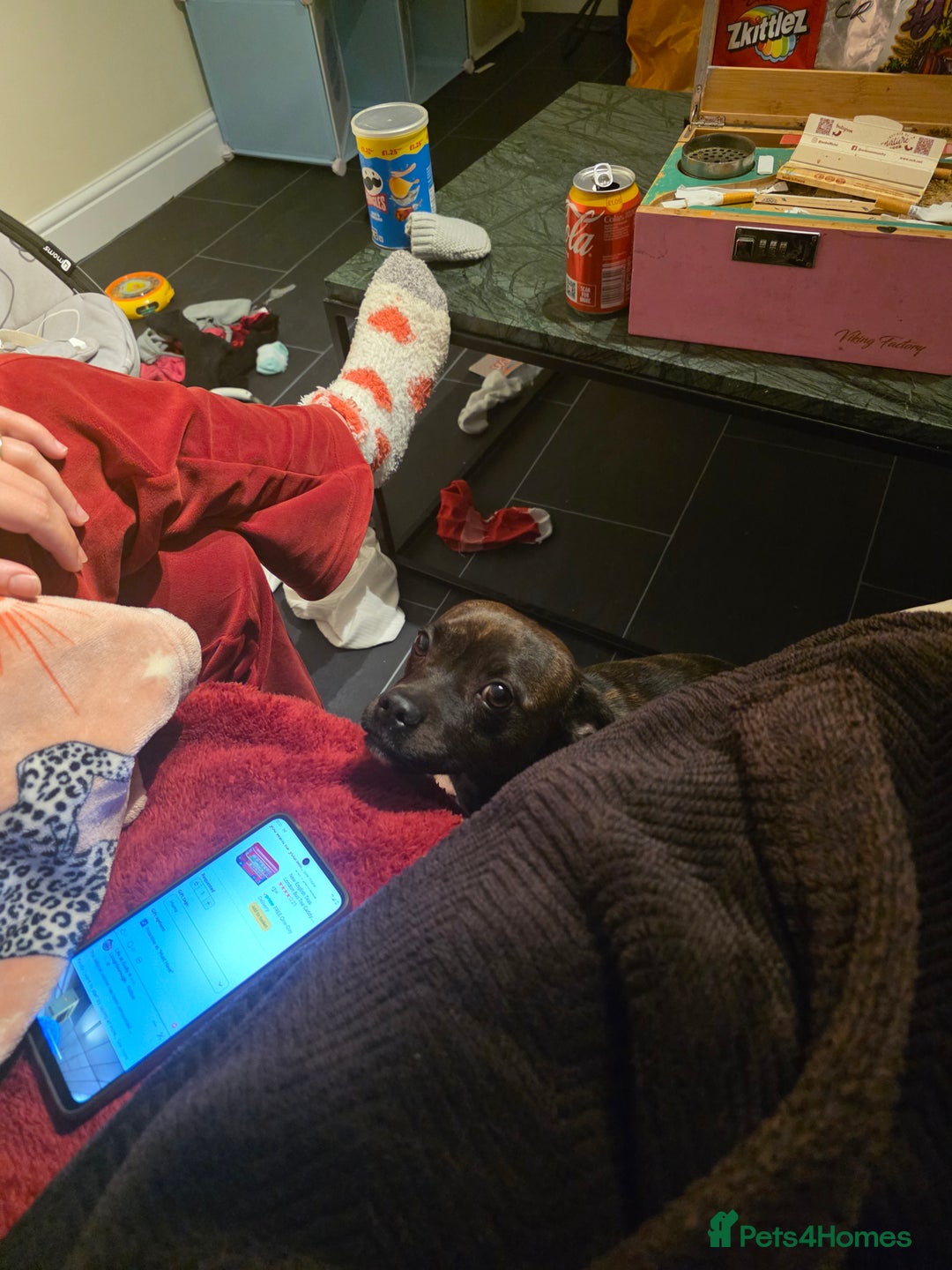 Staffordshire Bull Terrier dogs for sale: Honey staff cross pug  - Advert 5