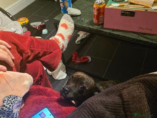 Staffordshire Bull Terrier dogs Honey staff cross pug - Advert 1