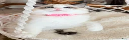 Ragdoll cats for sale: Stunning  Champion lines Ragdoll kittens  - Advert 5