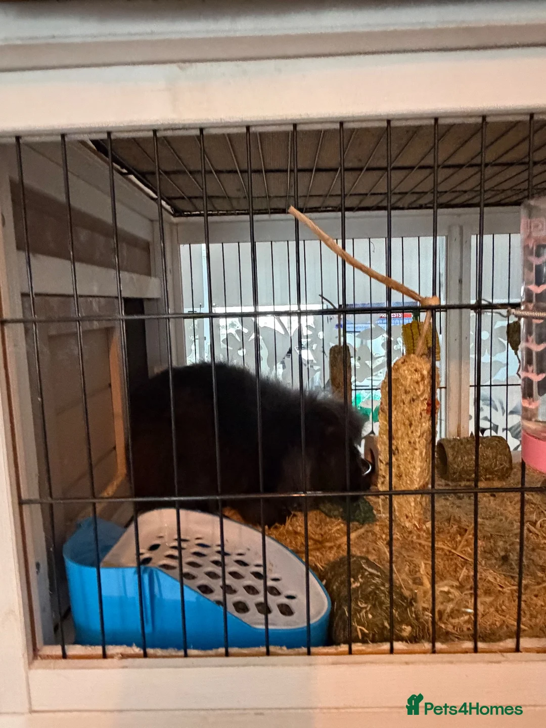 Mixed Breed rabbits for sale: Sadly needing to re-home male friendly rabbit in Brighton - Advert 1