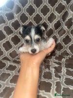Jack Russell dogs - Advert 1