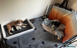 Cockapoo dogs for sale: 3 remaining Cockapoos looking for homes - Advert 4