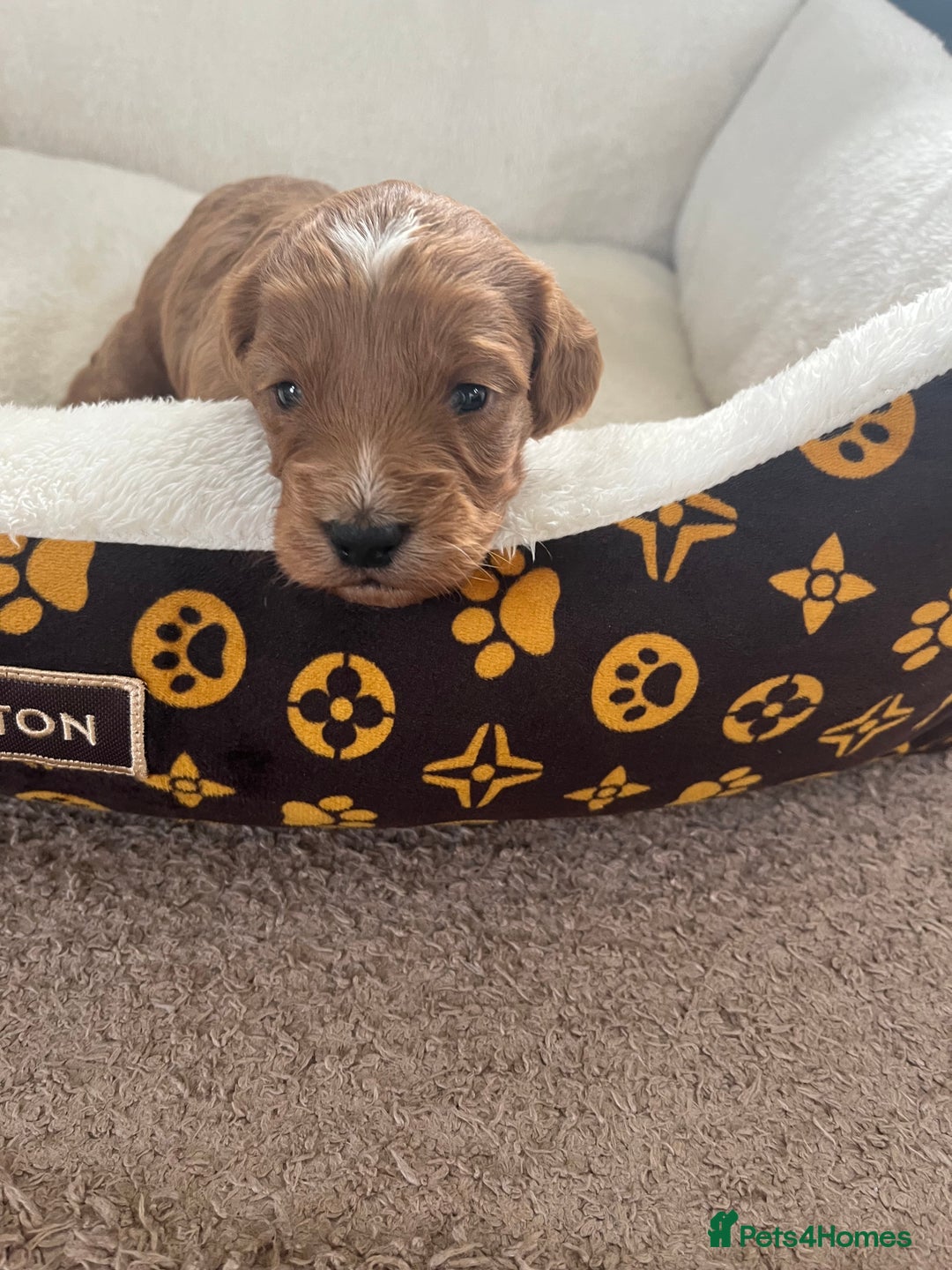 Cockapoo dogs for sale: Gorgeous cockapoo puppies for sale - Advert 14