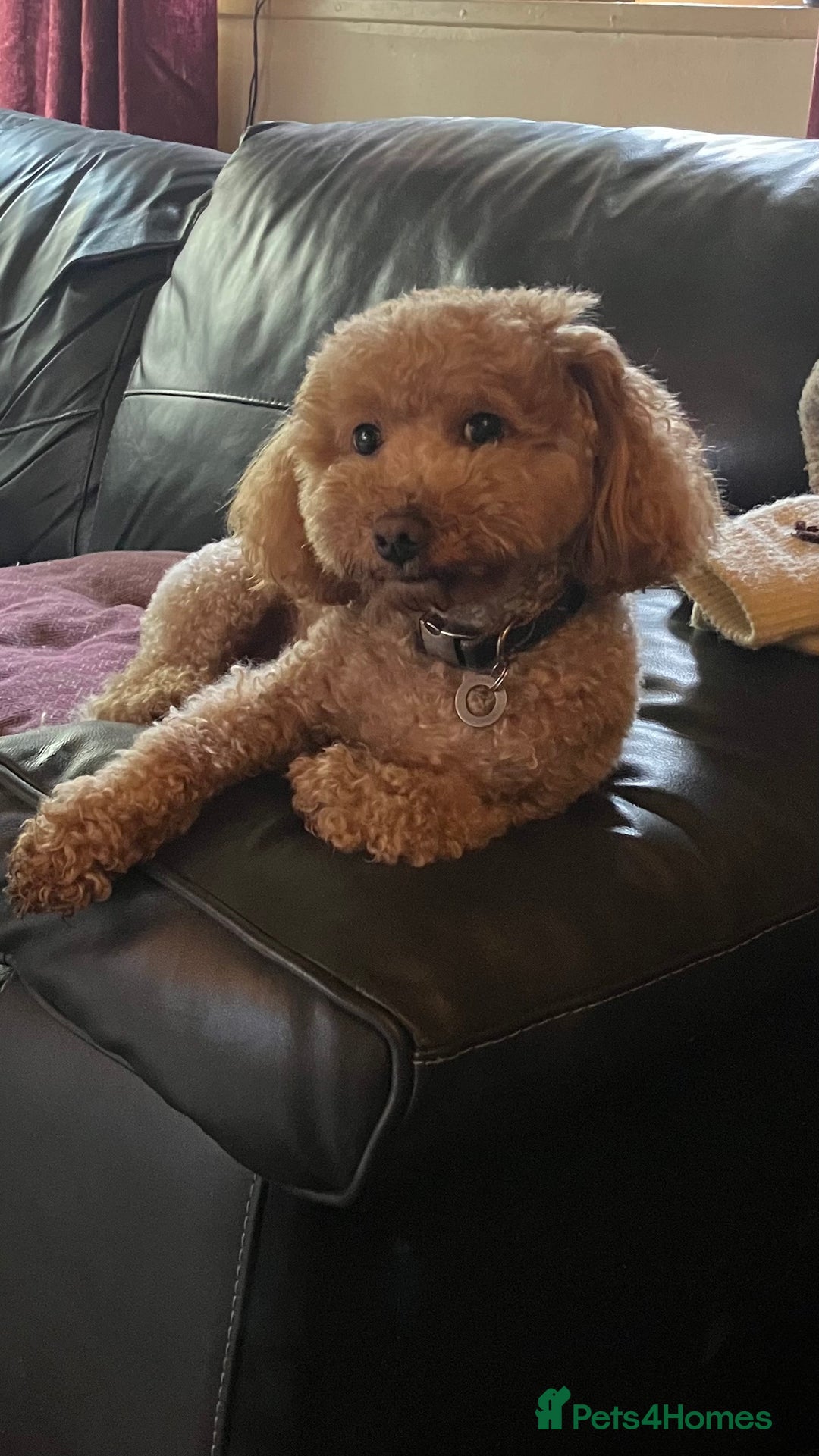 Poochon dogs for stud: Teddy the poochon, delightful and loving - Advert 6