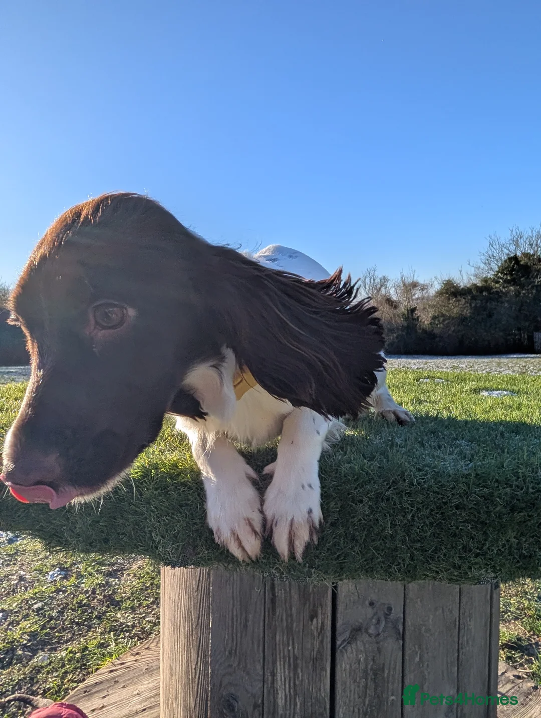 Cocker Spaniel dogs for sale: Working Female Cocker Spaniel  - Advert 6